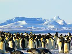 Waddle of Penguins on Ice Photo