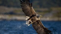 Wagle Hunting Fish From River