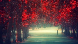 Walking Alone Between Trees