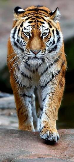 Walking Tiger Amazing Photo of Mobile Background