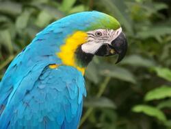 Wallpaper of Bird Macaw