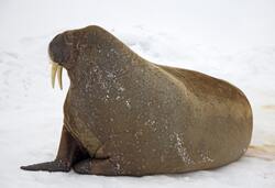 Walrus Sitting on Snow