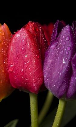 Water Drop on Flower Looking Nice