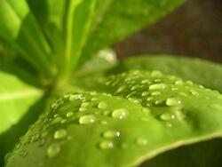 Water Droplets on Leave Macro Picture