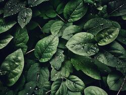 Water Drops on Leaf at The Morning