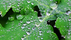 Water Drops on Leaf Ultra HD 4K Picture