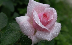 Water Drops on Pink Rose Flower