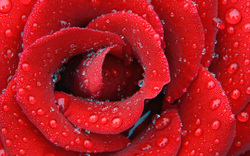 Water Drops on Red Rose Desktop Background