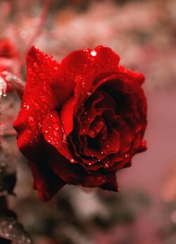 Water Drops on Rose Flower