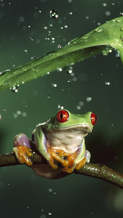 Water Frog on Tree Branch