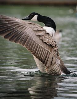 Waterfowl on Water