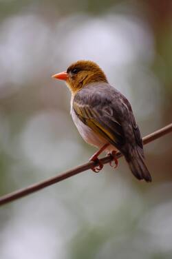 Weaver Bird Mobile Pic