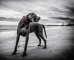 Weimaraner Dog Photo