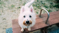 West Highland White Terrier Dog HD Wallpaper