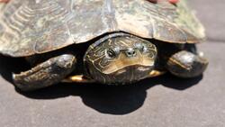 Western Painted Turtle Closeup
