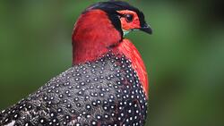Western Tragopan Bird Photo