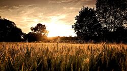 Wheat Farm HD Wallpaper