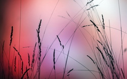 Wheat Plant HD Wallpaper