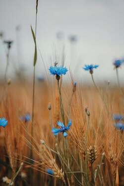 Wheat with Blue Flower in Farm