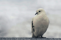 White and Black Bird on Trunk