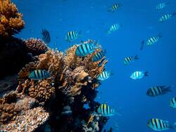 White and Black Color Fish in The Sea