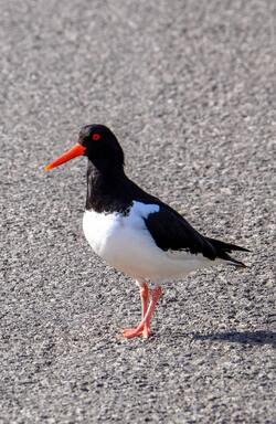 White and Black Eurasian Oystercatcher Bird