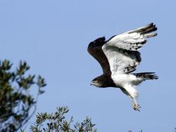 White and Black Hawk Bird Photo