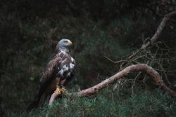 White and Brown Bald Eagle on Branch Photo