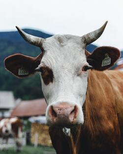 White and Brown Cow on Photo