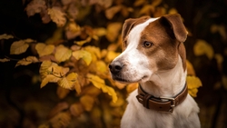 White and Brown Dog Animal Look HD Wallpaper