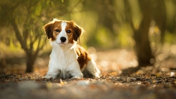 White And Brown Dog HD Wallpaper