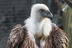 White And Brown Vulture HD Wallpaper