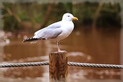 White And Gray Seagull 5K Photo