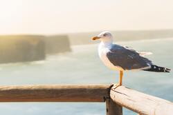 White and Gray Seagull Bird Desktop 5K