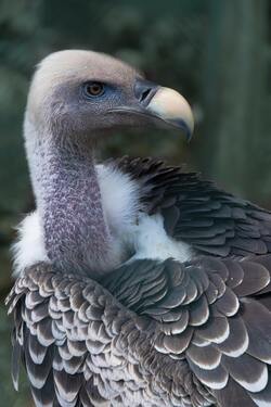 White and Gray Vulture Mobile Wallpaper