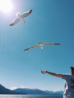 White and Grey Birds Flying on Sky