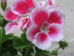 White and Pink Flower in Plant