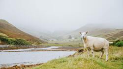 White Animal Sheep Water Ultra HD Wallpaper