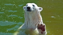 White Bear in Water