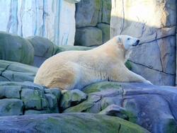 White Bear Laying on Rock