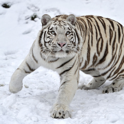 White Bengal Tiger