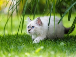 White Birman Cat in Garden