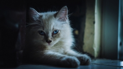 White Cat Lying HD Wallpaper