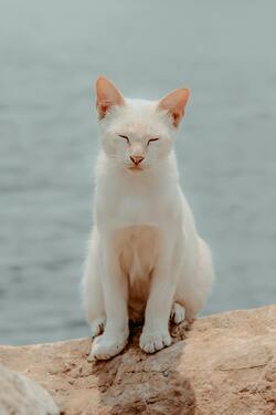 White Cat Mobile Photo