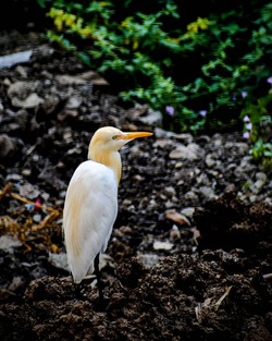 White Cattle Egret Bird Photo