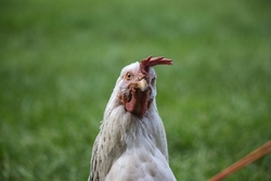 White Chicken Bird Close Up Photo