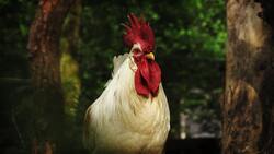 White Chicken Bird Portrait Photography