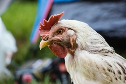 White Chicken Close Up Photography