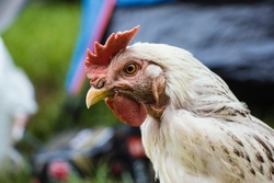 White Chicken Close Up Photography
