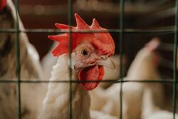 White Chicken Close Up Picture